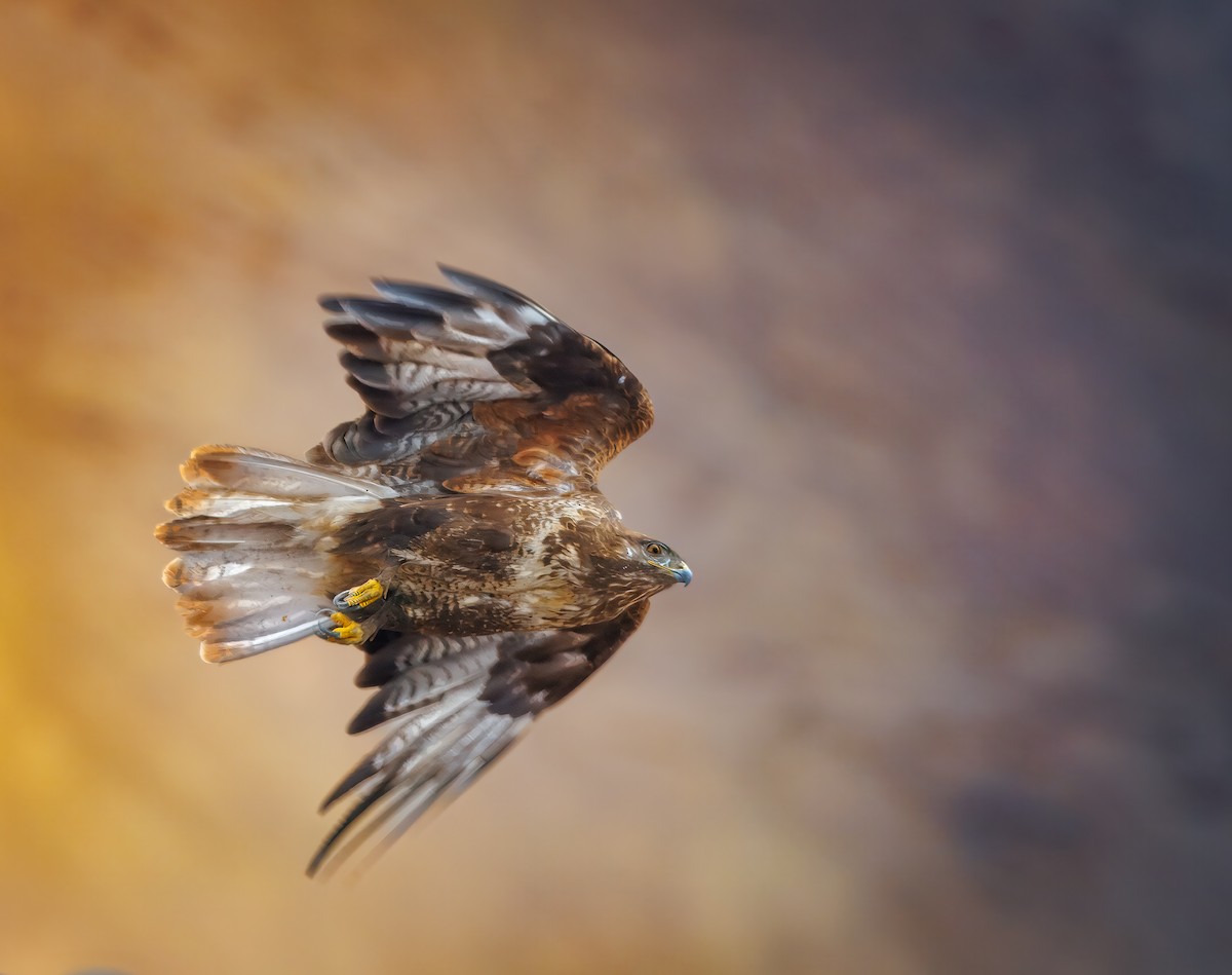 Upland Buzzard - ML640002621
