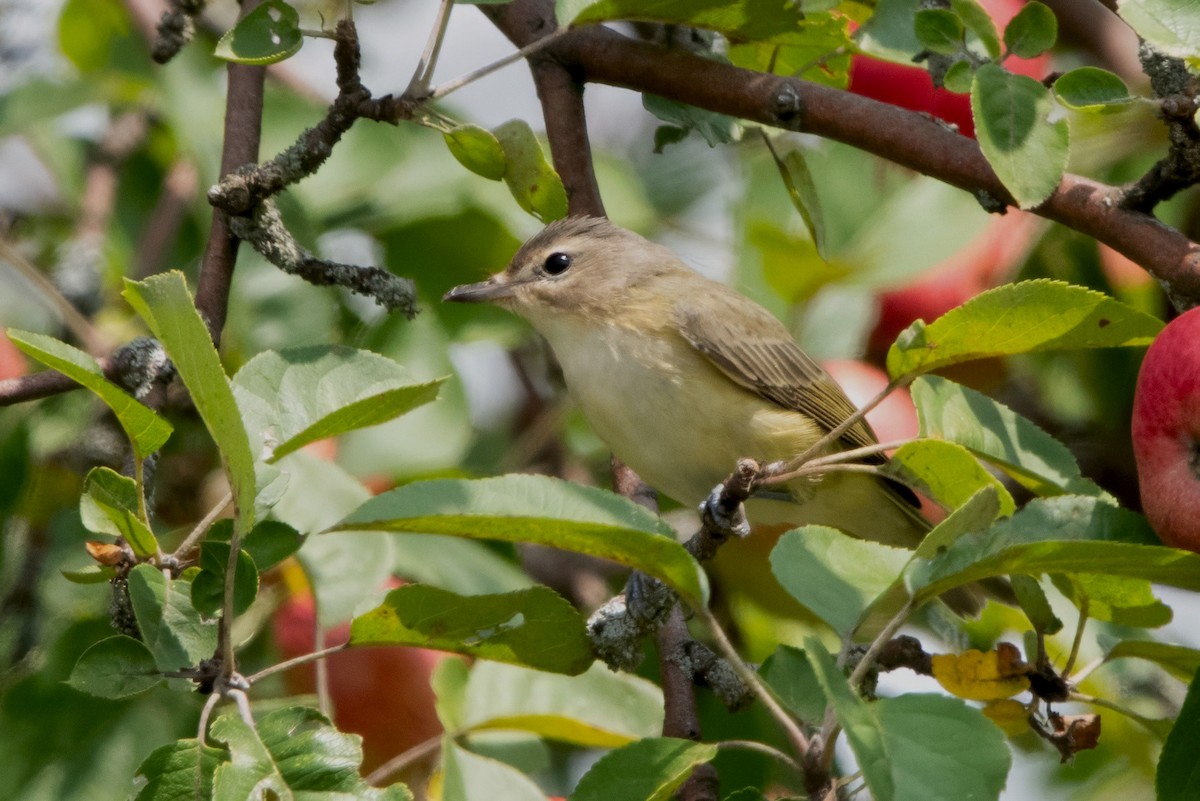 Warbling Vireo - ML640002648