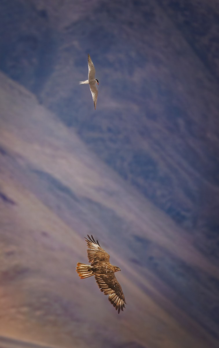 Upland Buzzard - ML640002660