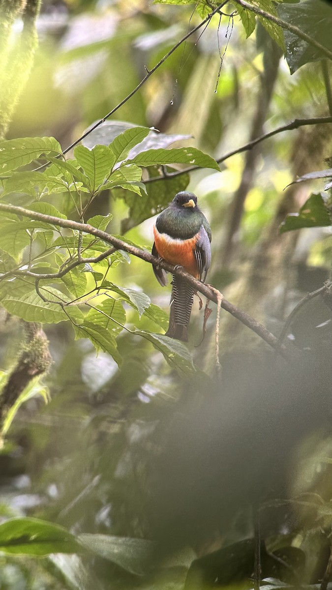 Collared Trogon (Orange-bellied) - ML640002704