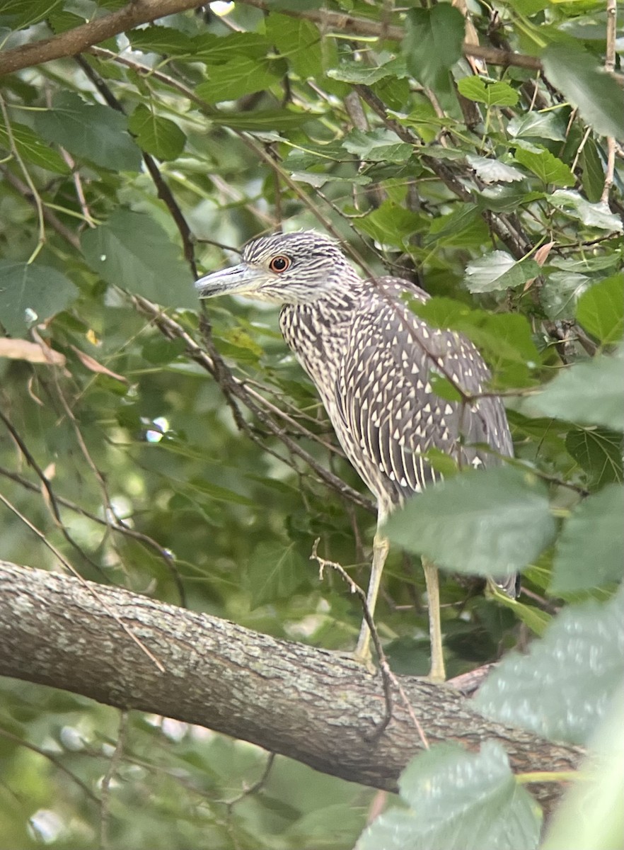 kvakoš žlutočelý - ML640002718