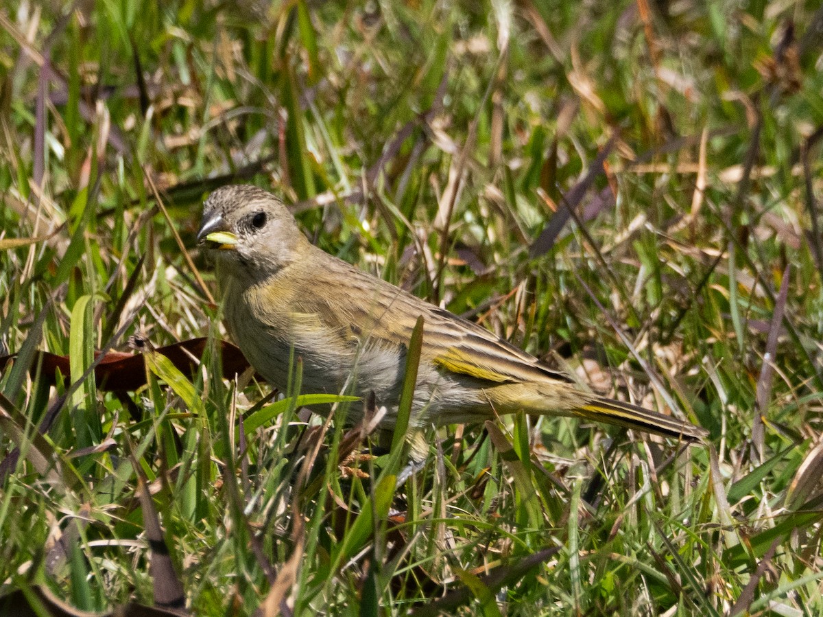 Saffron Finch - ML640002722