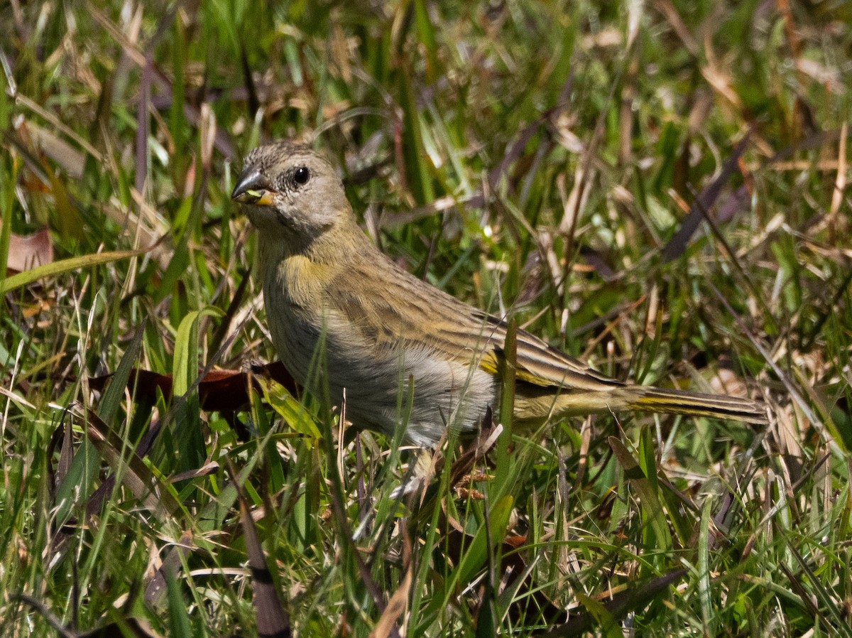 Saffron Finch - ML640002723