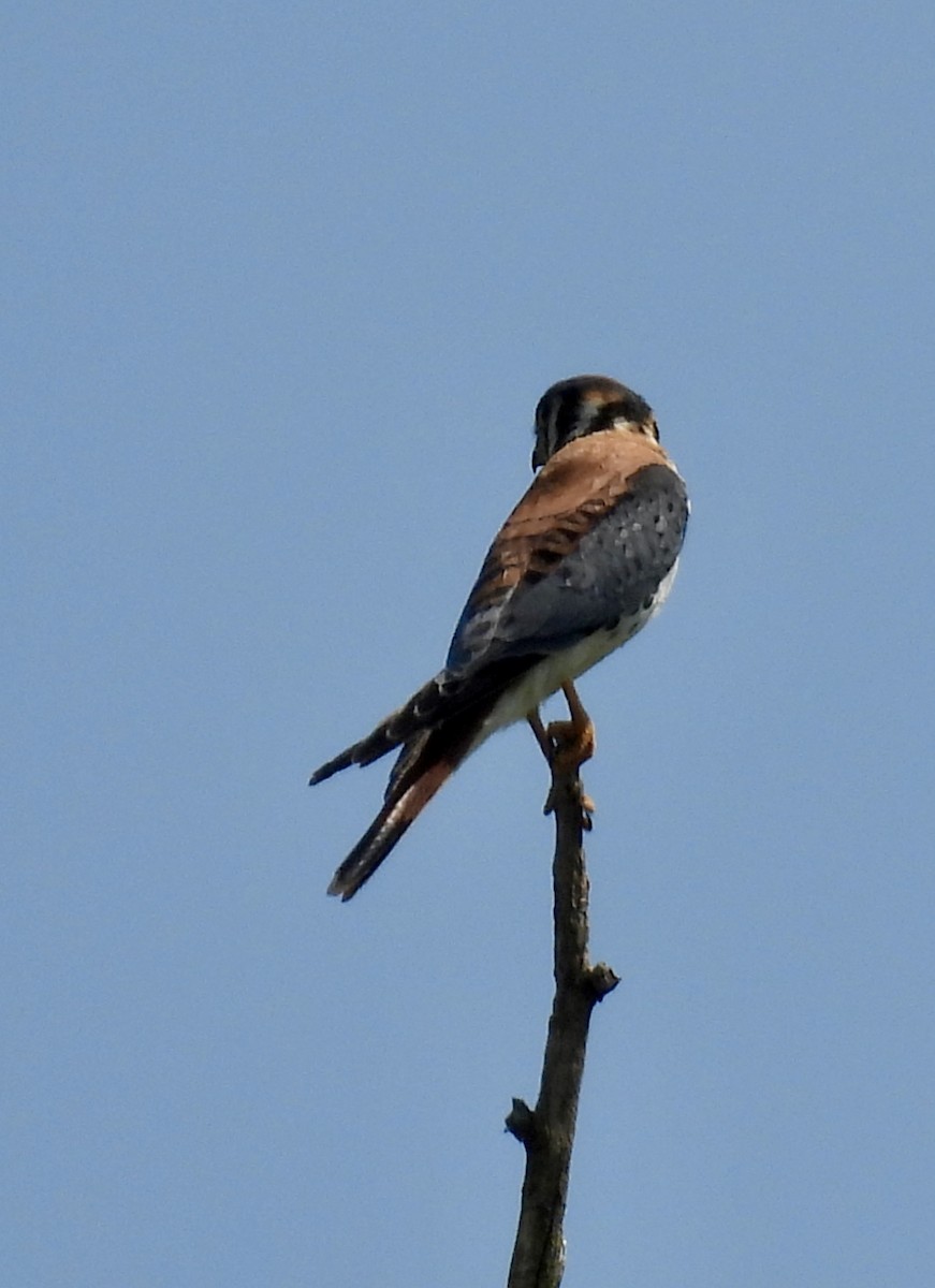 American Kestrel - ML640002739