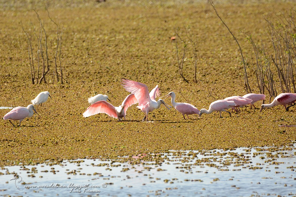 Roseate Spoonbill - Marcelo Allende