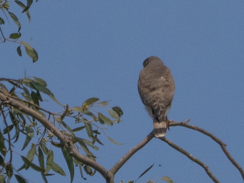 Roadside Hawk - ML640002821