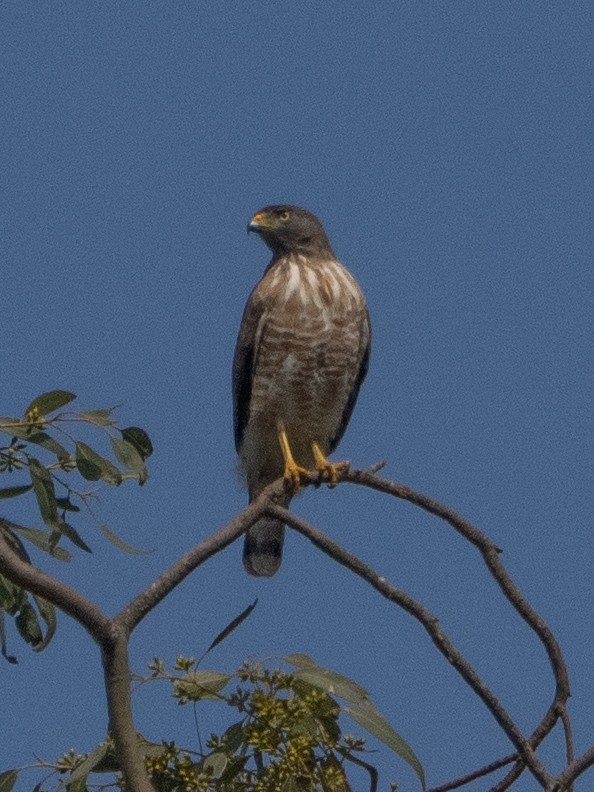 Roadside Hawk - ML640002822