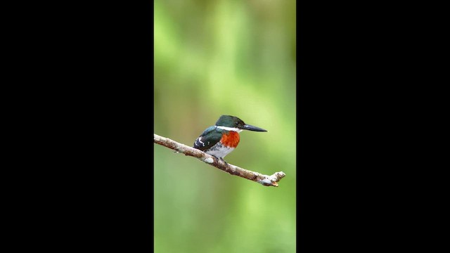 Martin-pêcheur vert - ML640002893