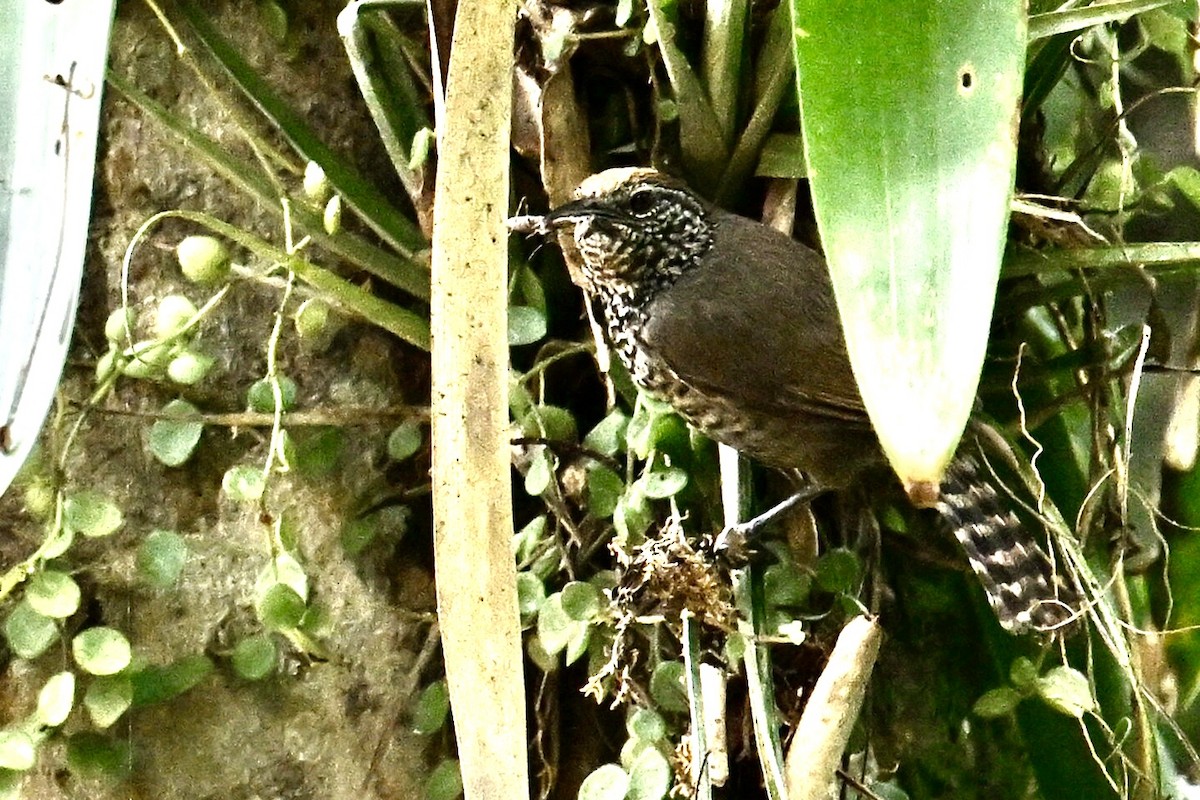 Speckle-breasted Wren (Colombian) - ML640002921