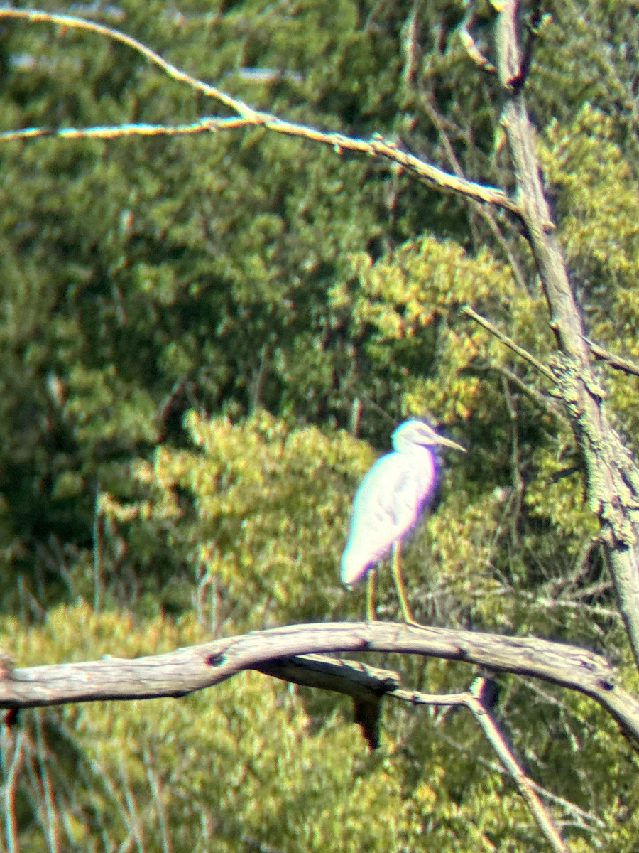 Little Blue Heron - ML640002942