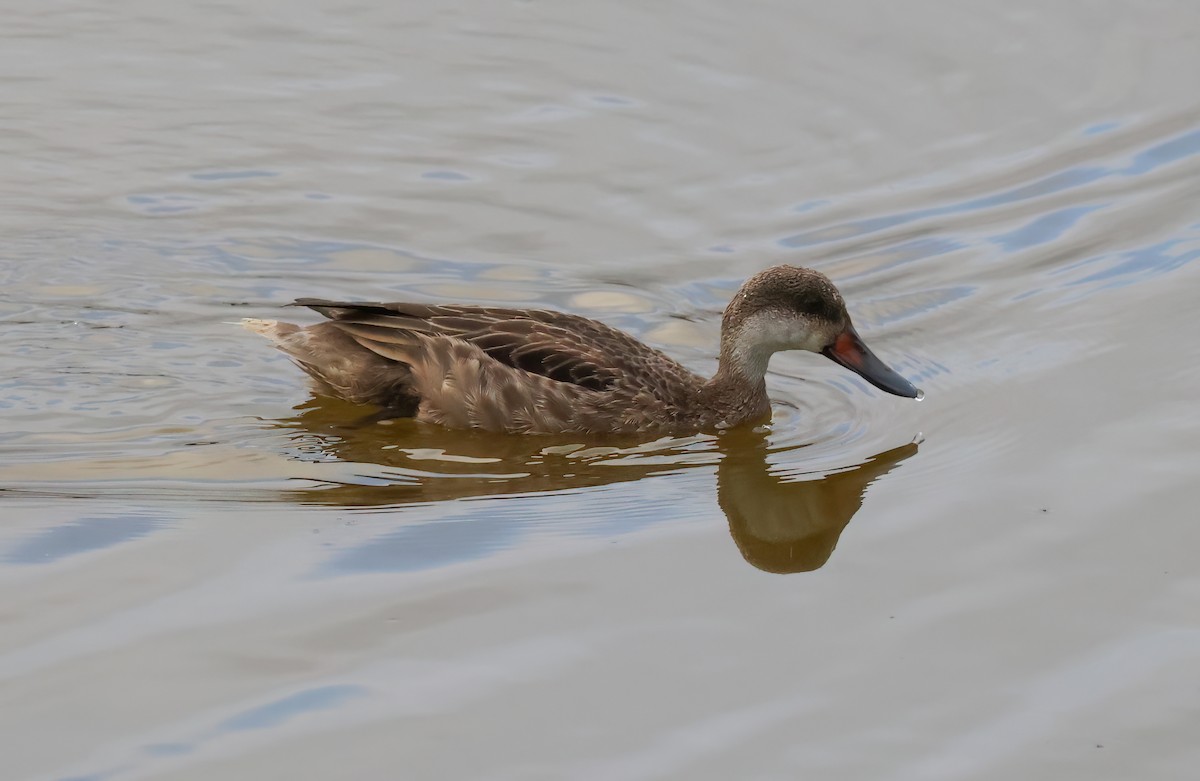 White-cheeked Pintail (Galapagos) - ML640003011