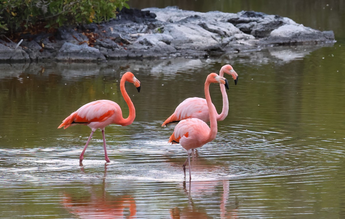 American Flamingo - ML640003021