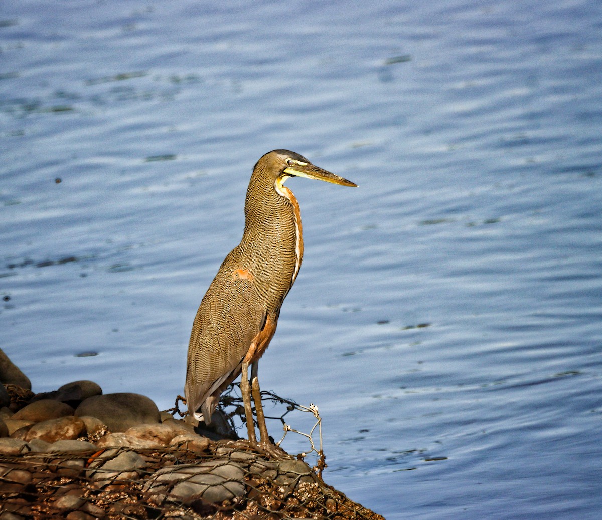 Bare-throated Tiger-Heron - ML640003104