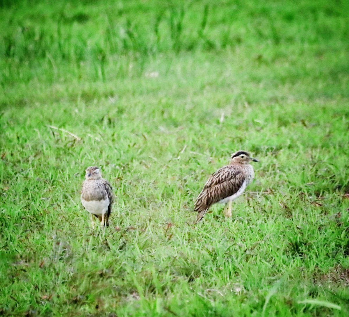 Double-striped Thick-knee - ML640003124