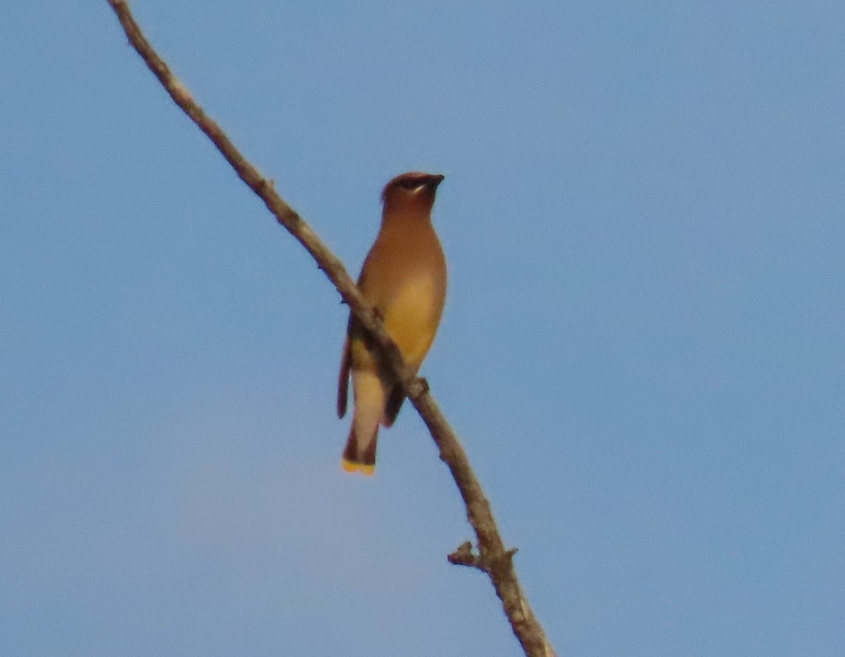 Cedar Waxwing - ML640003134