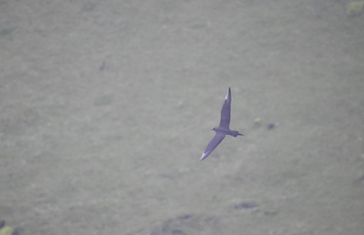 Parasitic Jaeger - ML640003148