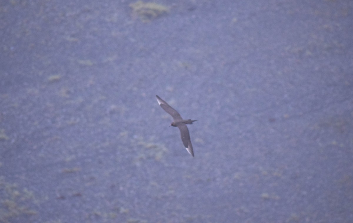 Parasitic Jaeger - ML640003149