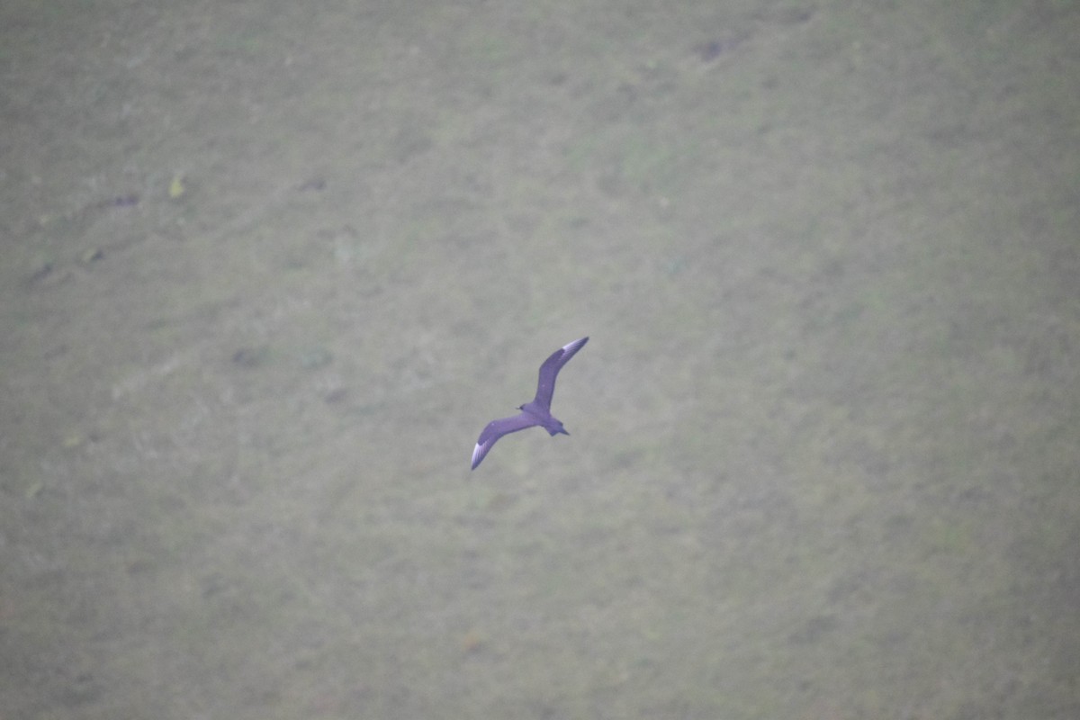 Parasitic Jaeger - ML640003150