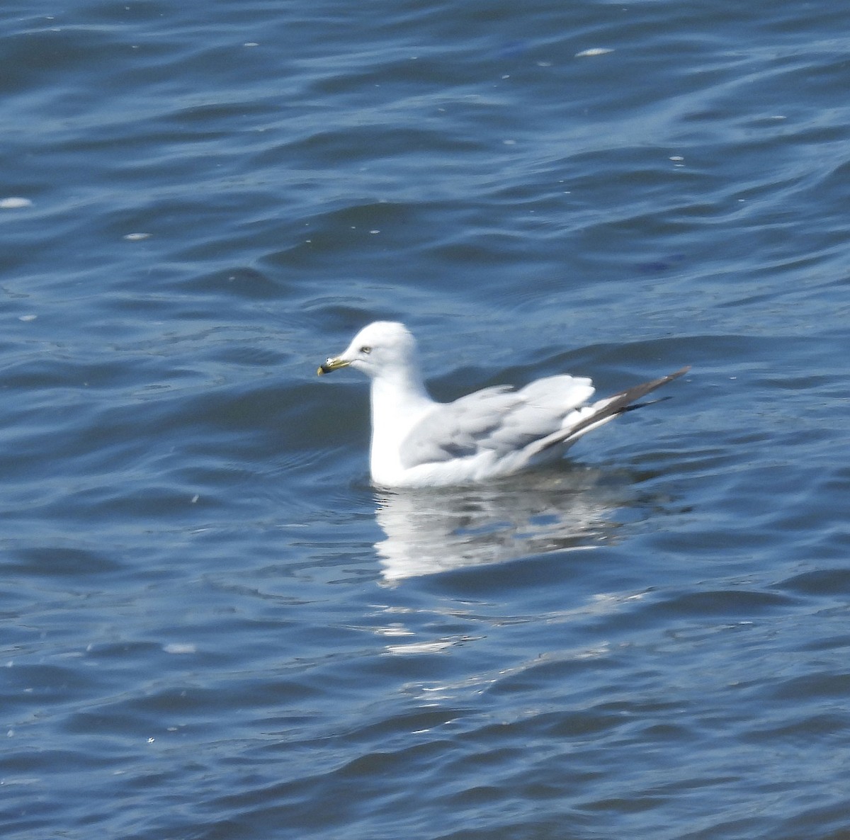 Мартин делаверський - ML640003186