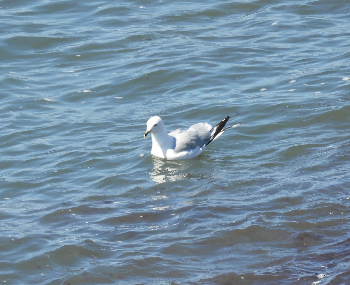 Мартин делаверський - ML640003187