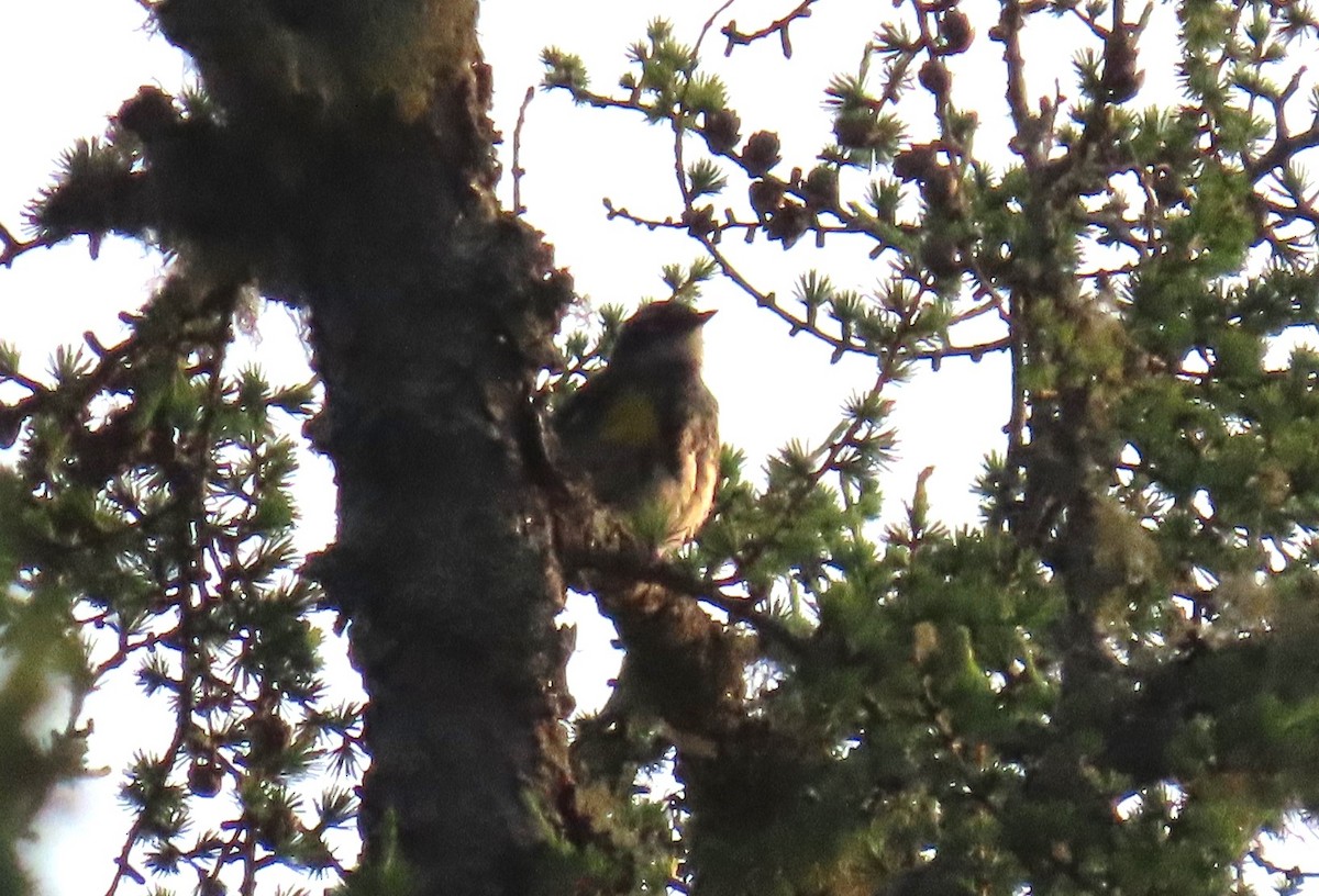 Yellow-rumped Warbler - ML640003196