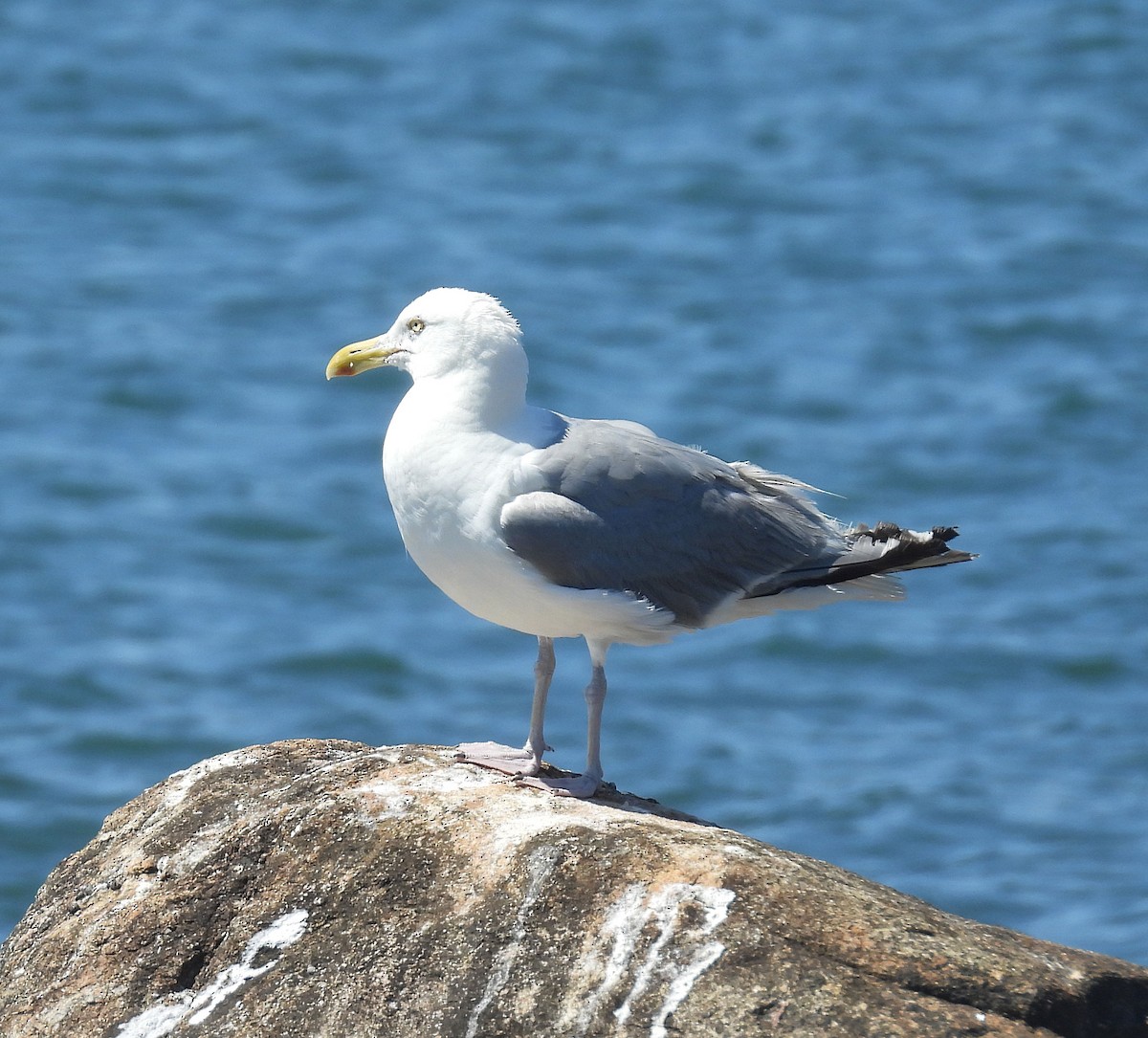 Мартин американський - ML640003230