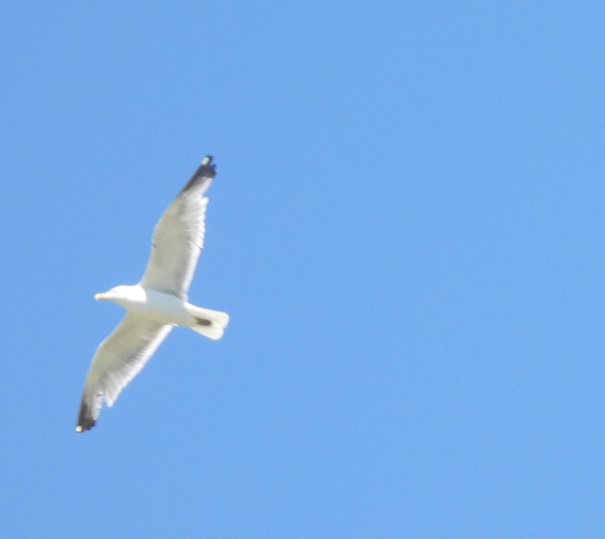 Мартин американський - ML640003231