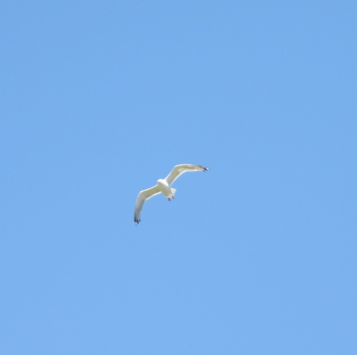 Мартин американський - ML640003232