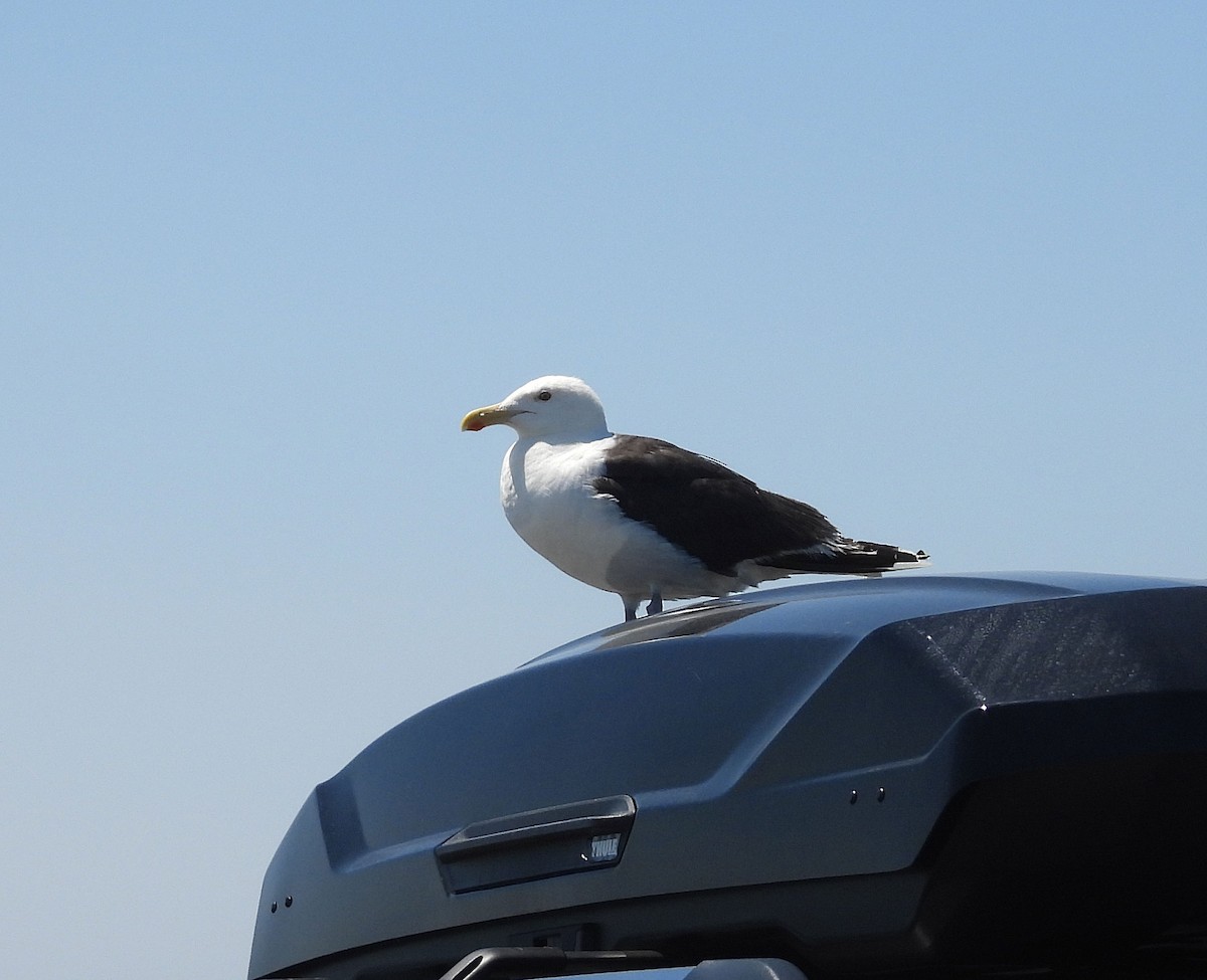 Мартин морський - ML640003233