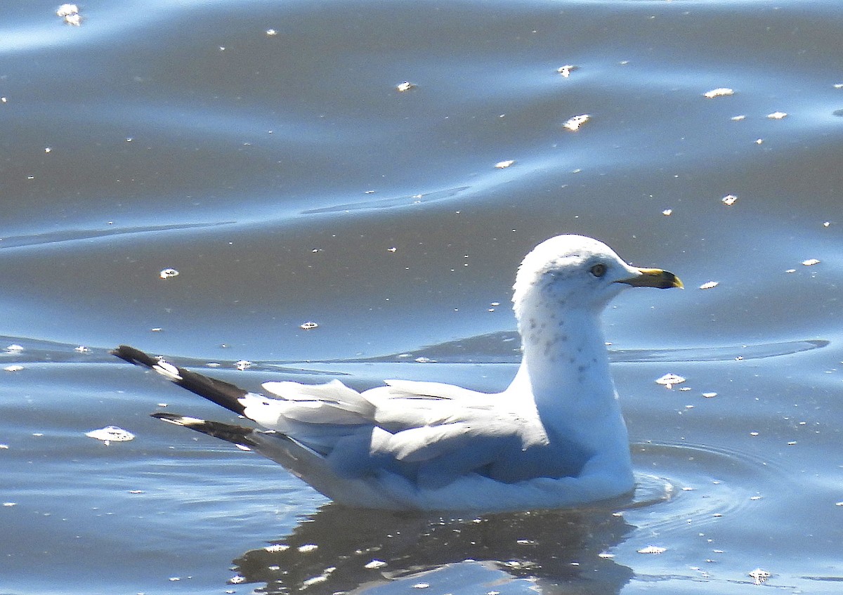 Мартин делаверський - ML640003276