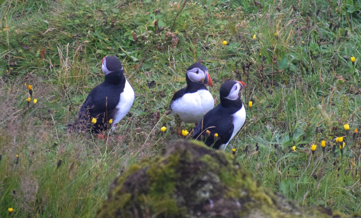 Atlantic Puffin - ML640003280