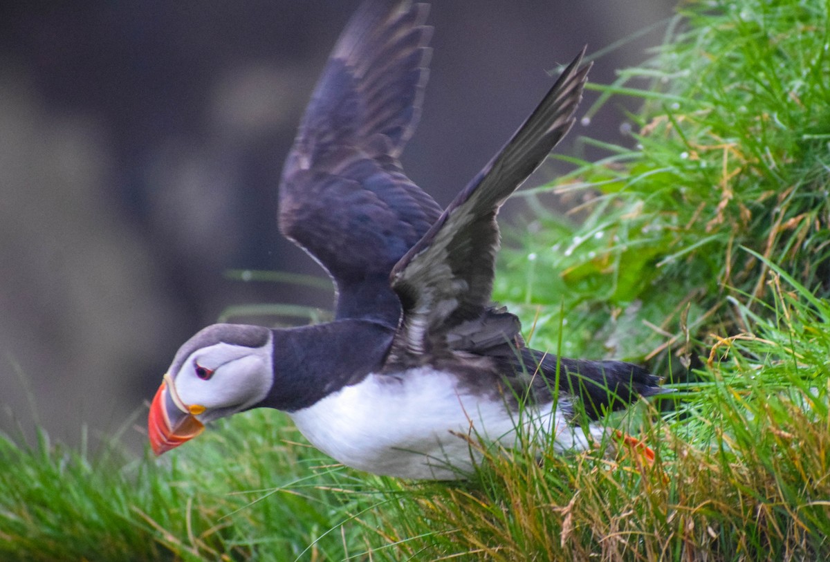 Atlantic Puffin - ML640003281