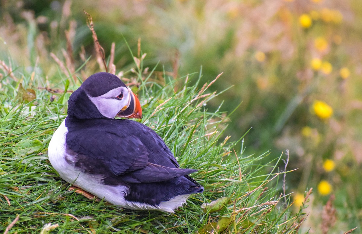 Atlantic Puffin - ML640003282