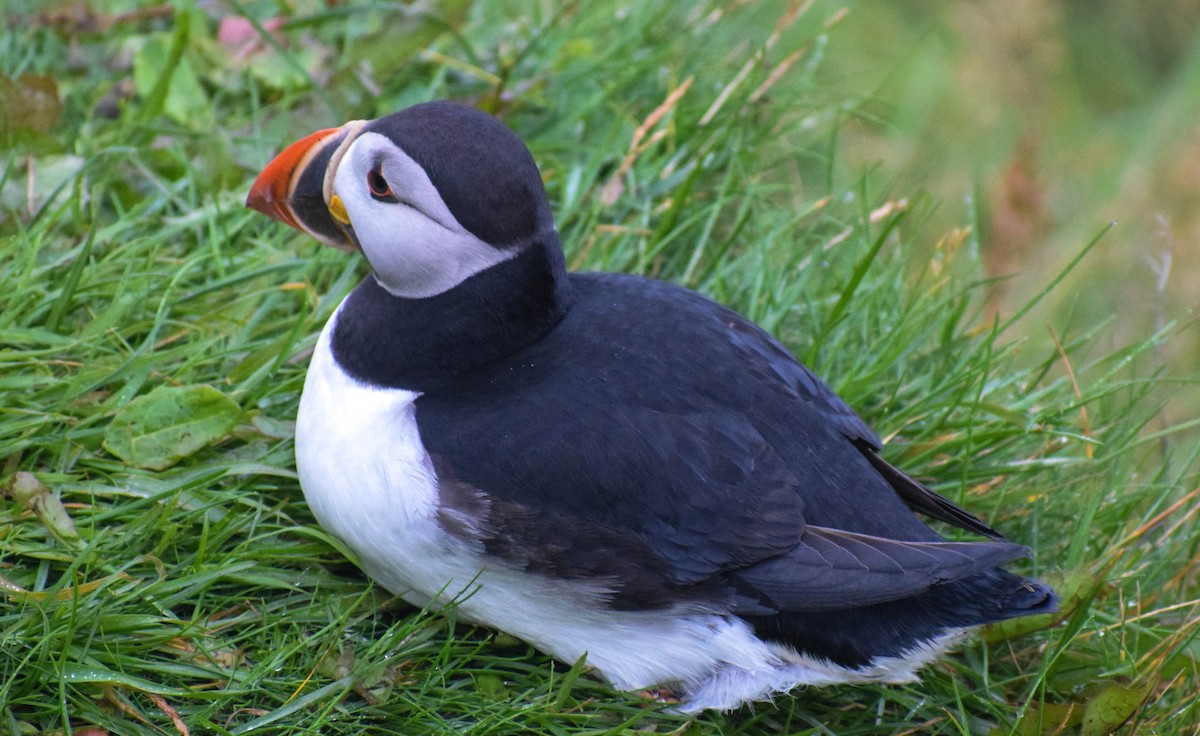 Atlantic Puffin - ML640003283