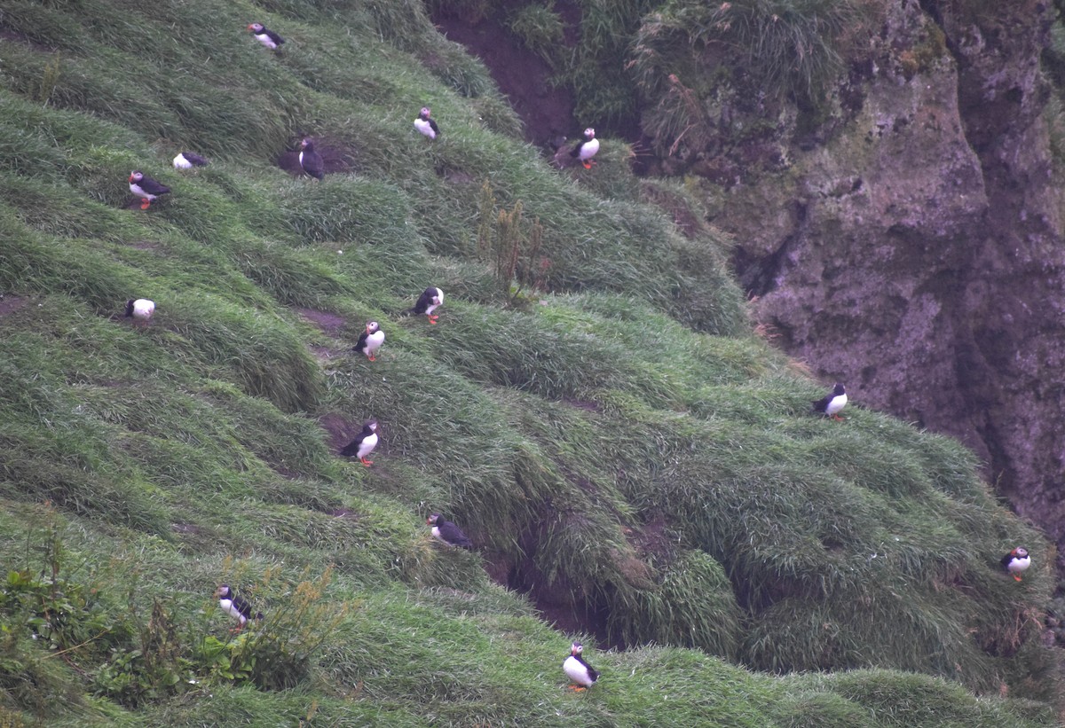 Atlantic Puffin - ML640003285