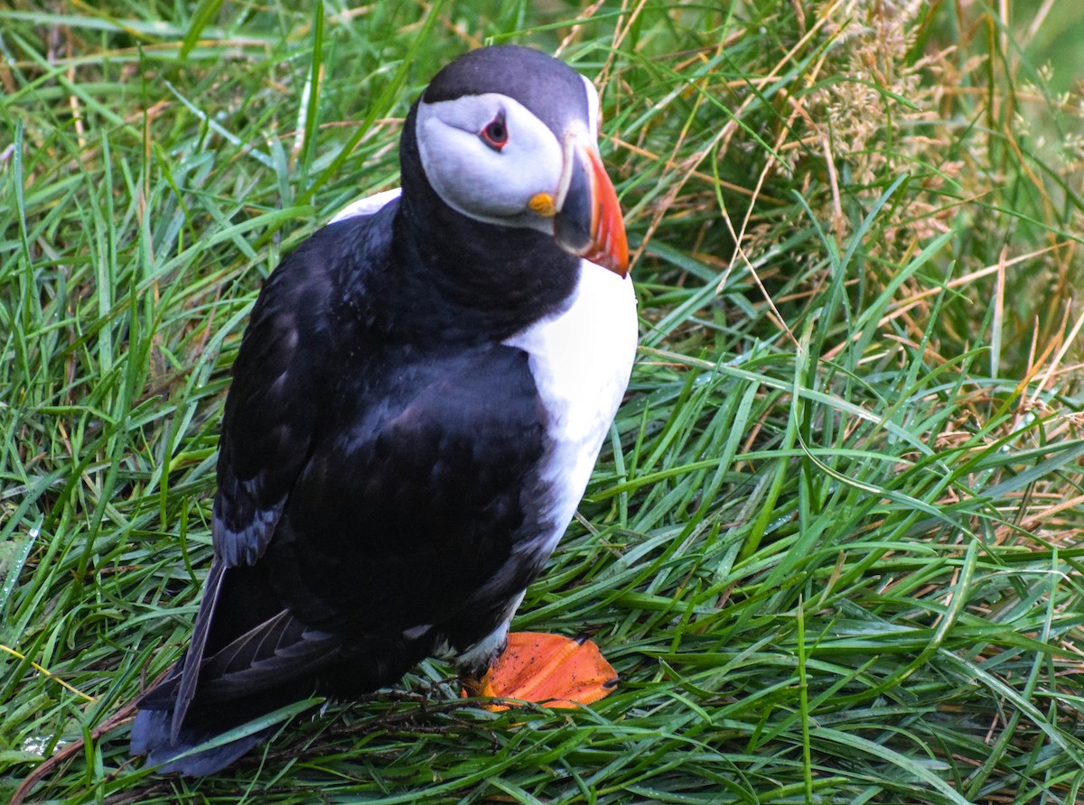Atlantic Puffin - ML640003286