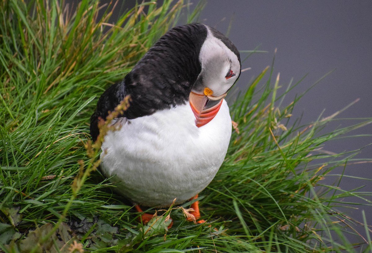 Atlantic Puffin - ML640003287