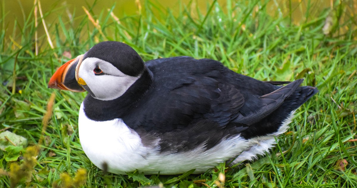 Atlantic Puffin - ML640003288