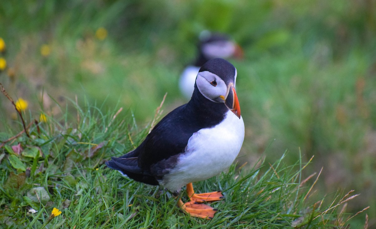 Atlantic Puffin - ML640003289