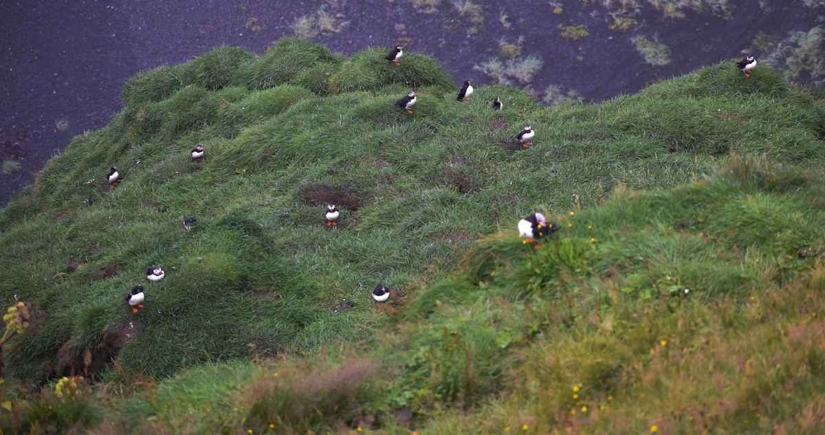 Atlantic Puffin - ML640003290