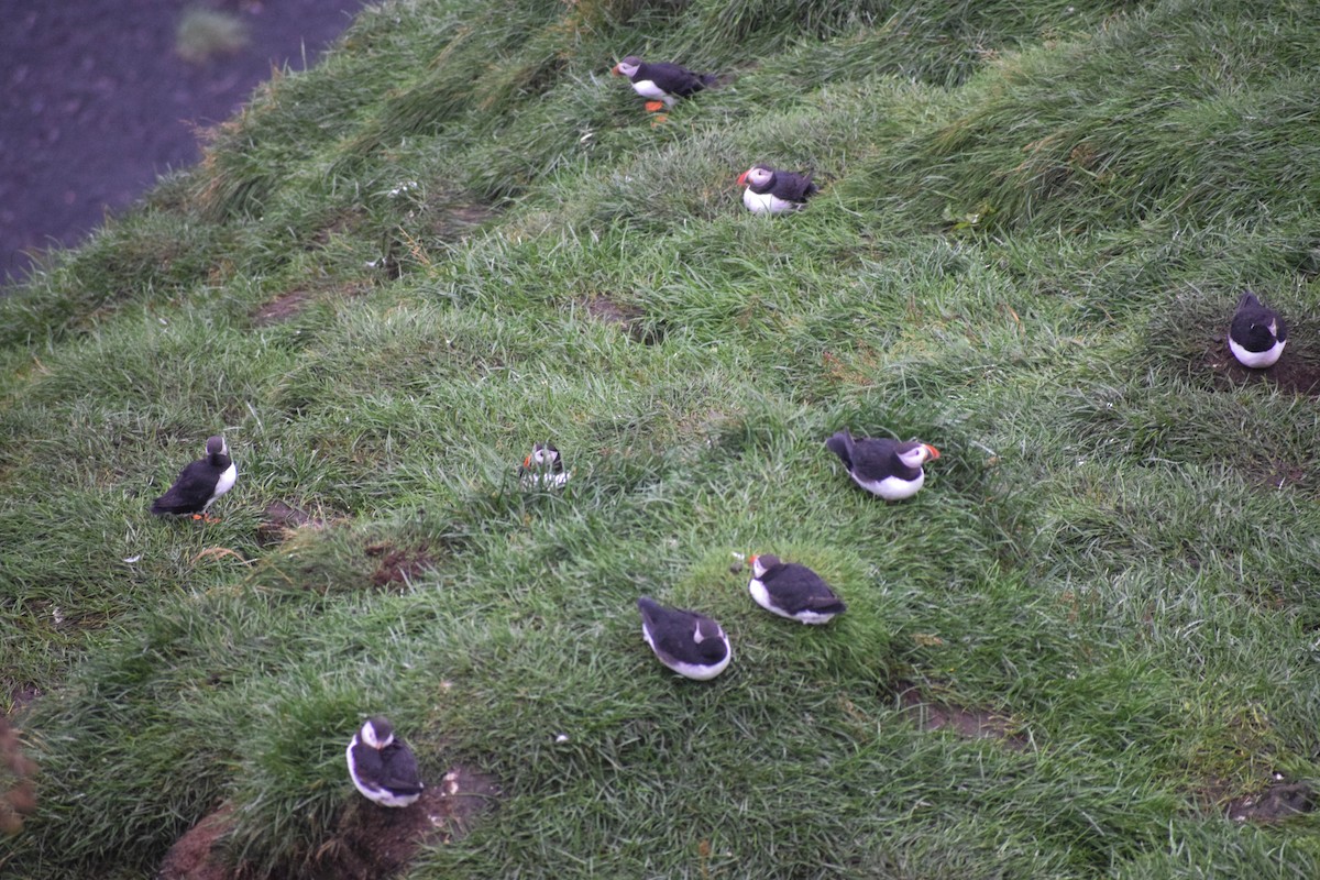 Atlantic Puffin - ML640003291