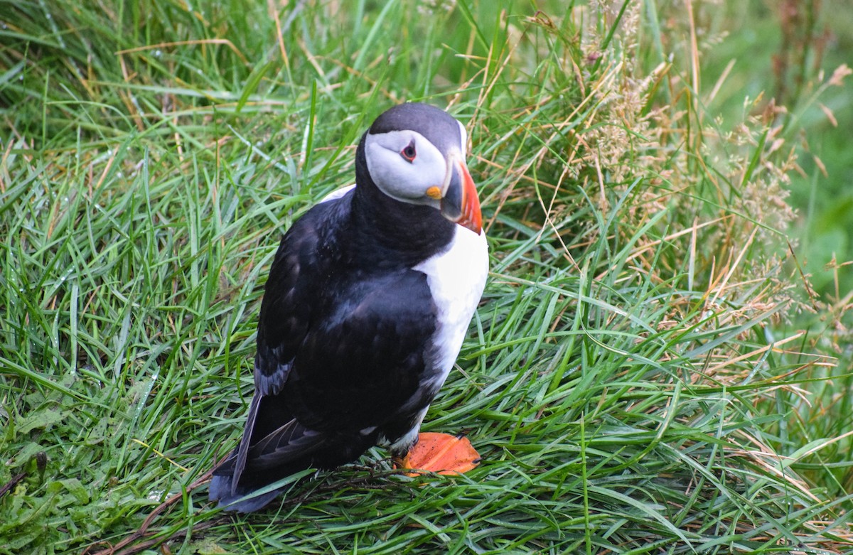 Atlantic Puffin - ML640003292