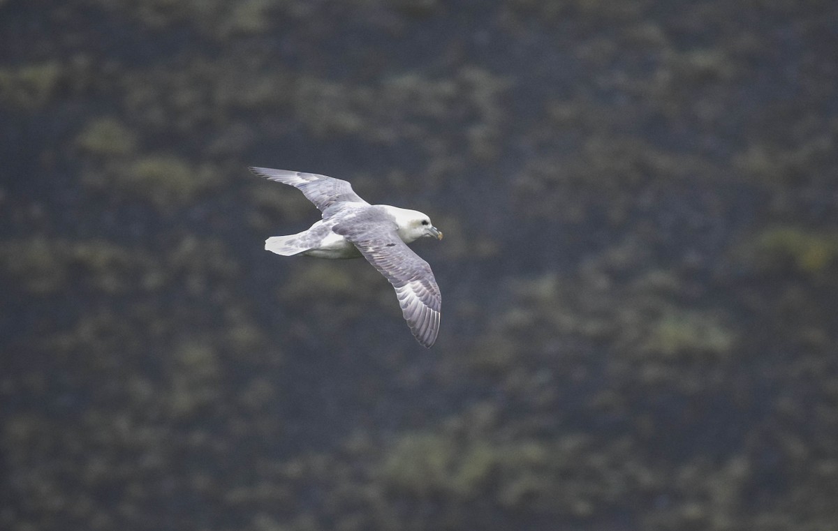 Northern Fulmar - ML640003299