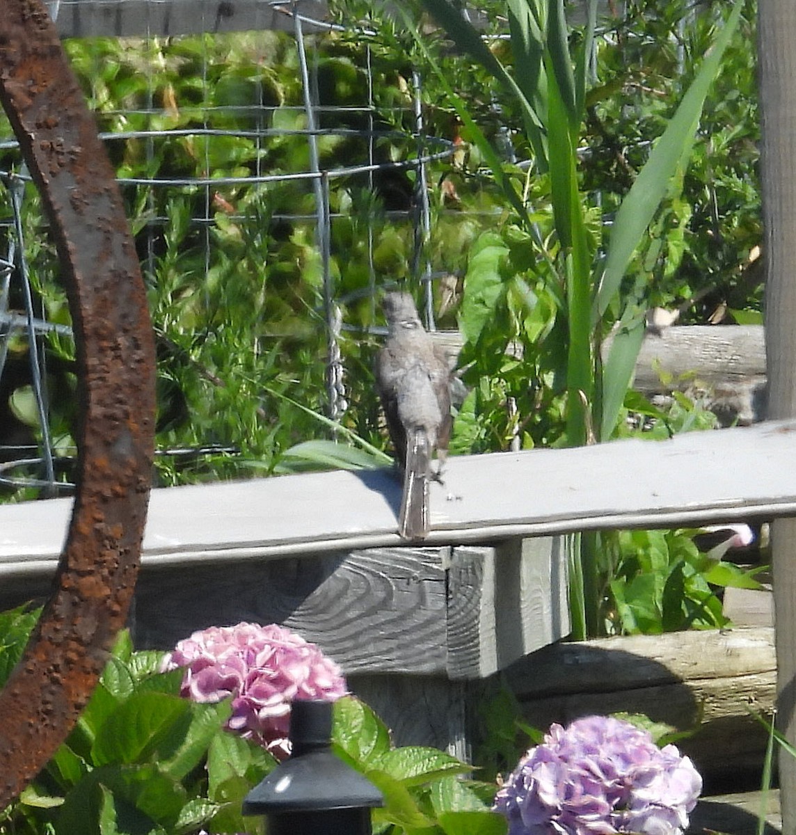 Ластівка сільська - ML640003303