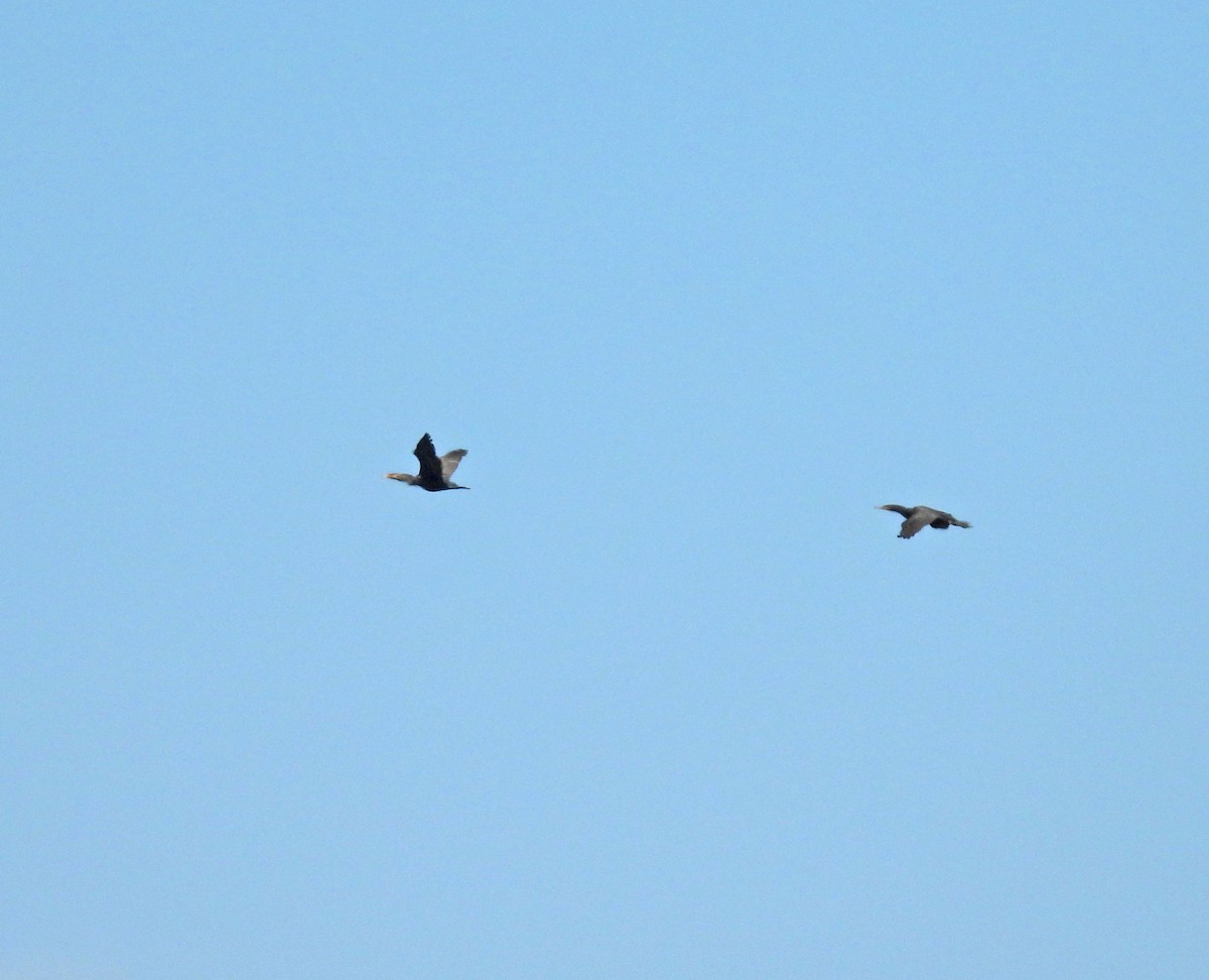 Баклан вухатий - ML640003312