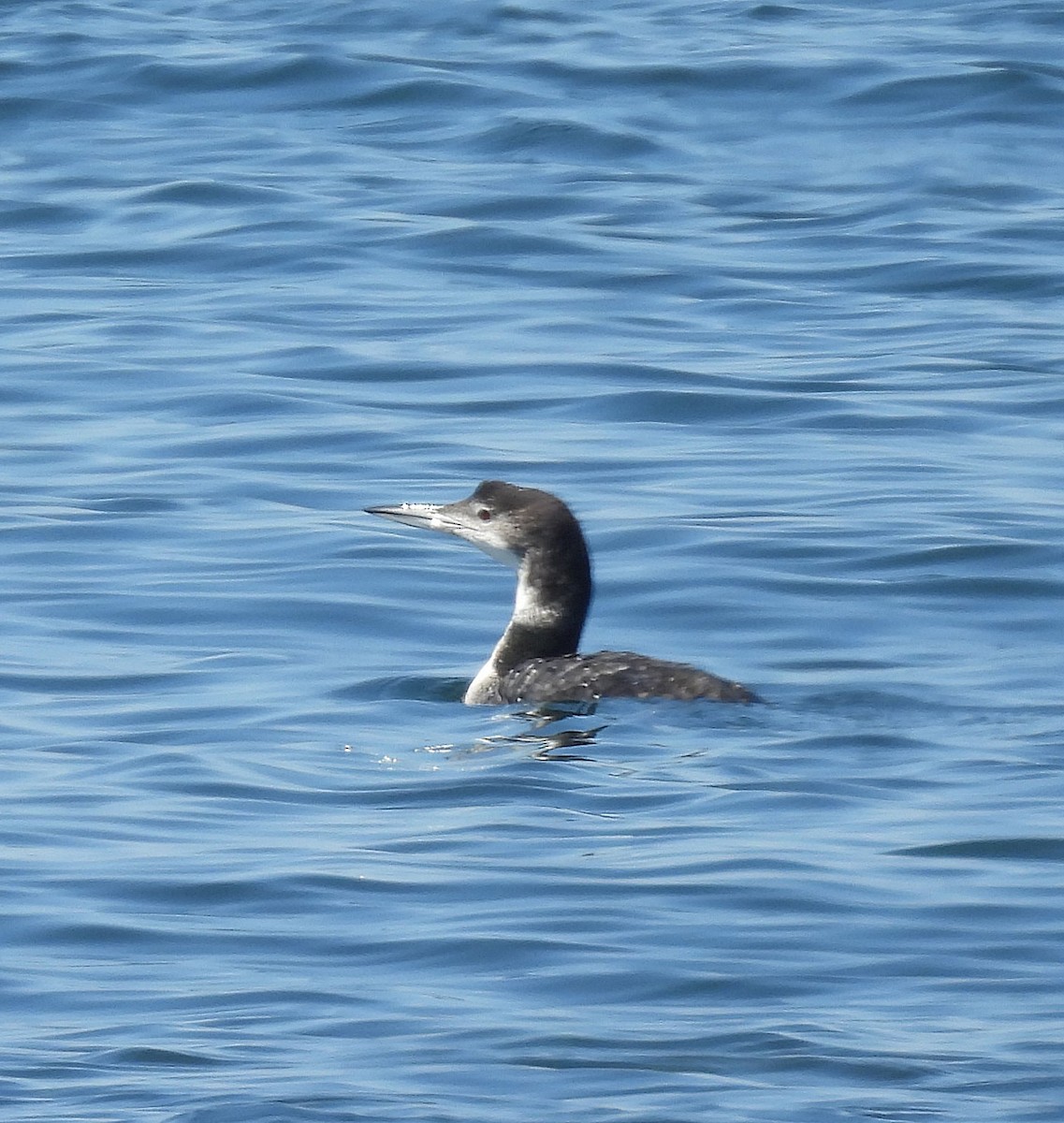 Гагара полярна - ML640003320