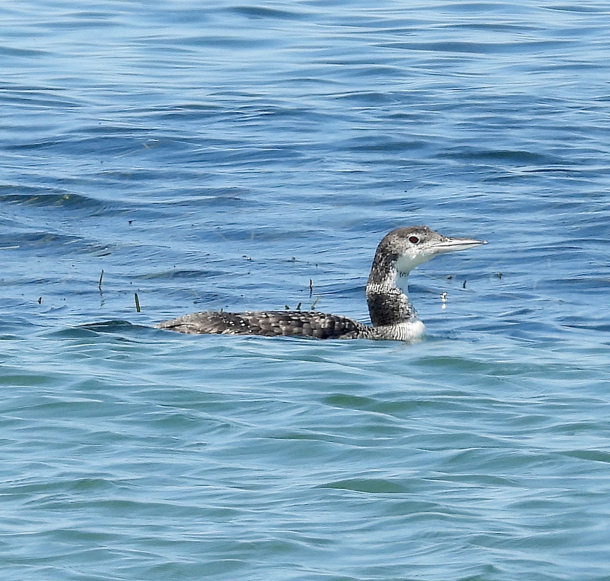 Гагара полярна - ML640003321
