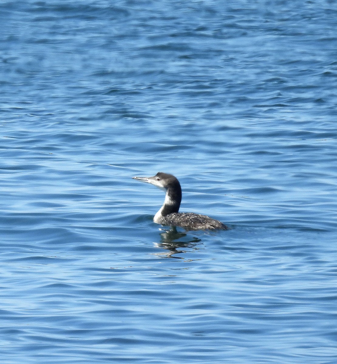 Гагара полярна - ML640003323