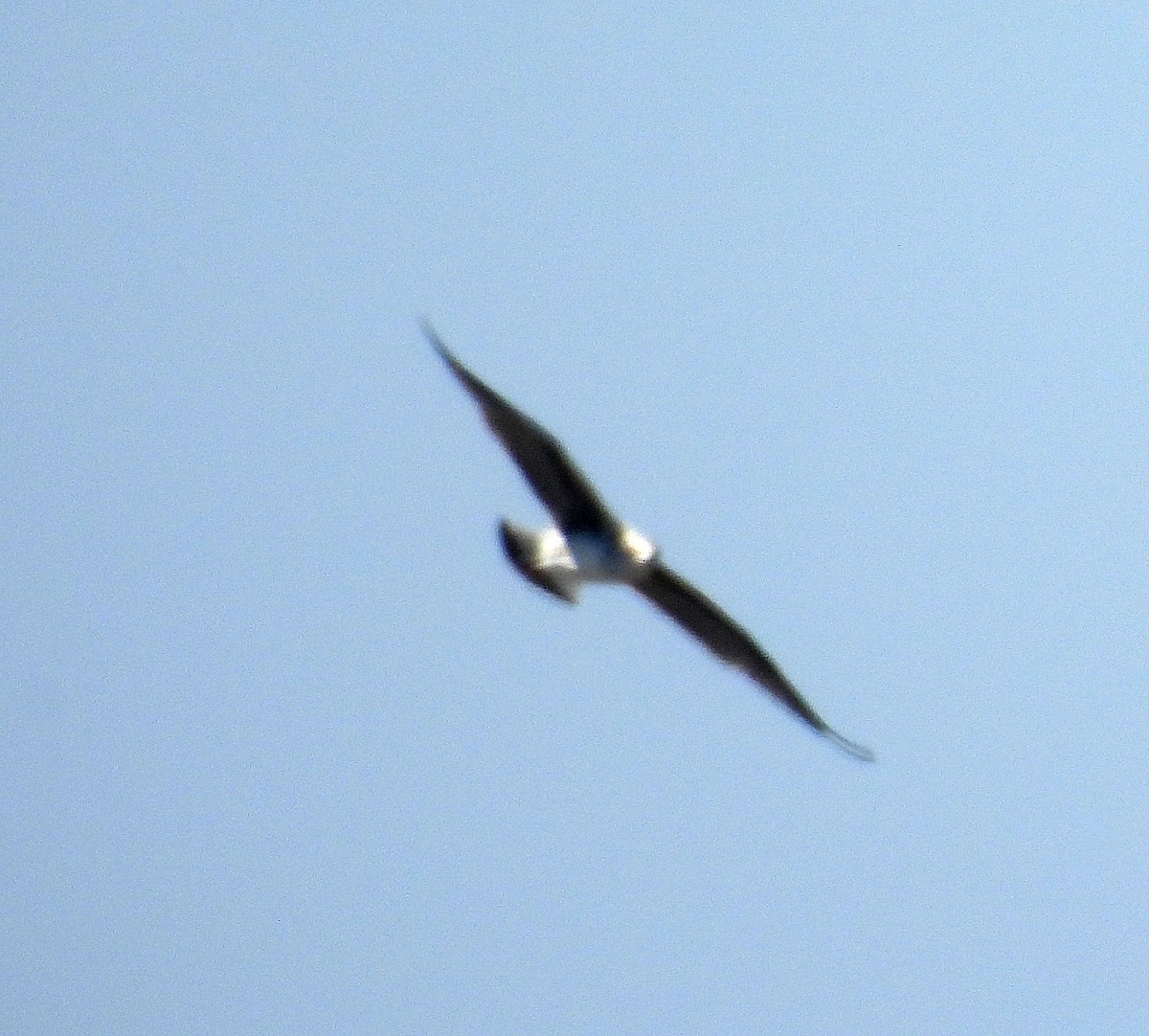 Мартин чорнокрилий - ML640003333