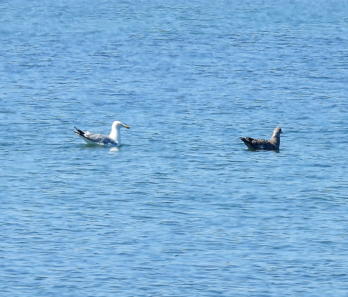 Мартин американський - ML640003334